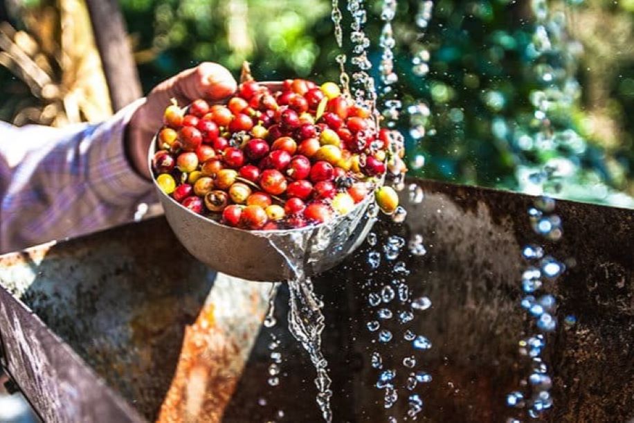 Coffee Processing: Washed Process