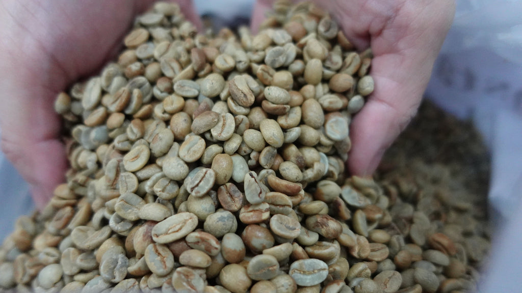 costa rica green bean, 哥斯達黎加咖啡豆, 咖啡豆 